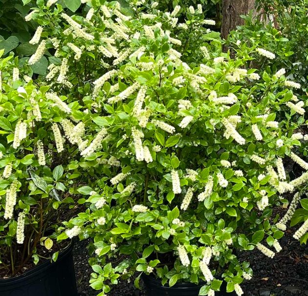 Henry’s Garnet Itea Virginia Sweetspire 4” Pot - Hardy & Fragrant Shrub - Image 3