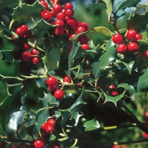 Dragon Lady Holly Quart Pot - Evergreen Shrub with Red Berries
