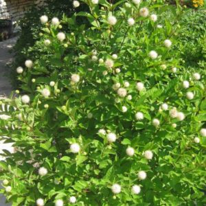 Alternative view of Button Bush Gallon Pot - Cephalanthus Occidentalis - Pollinator Shrub