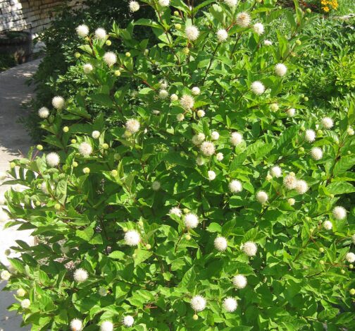 Button Bush Gallon Pot - Cephalanthus Occidentalis - Pollinator Shrub - Image 2