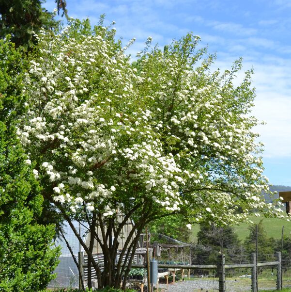 Southern Black Haw Viburnum - Quart Pot - Hardy Ornamental Shrub - Image 4