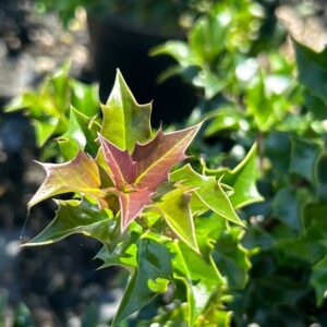 Alternative view of Dragon Lady Holly Quart Pot - Evergreen Shrub with Red Berries