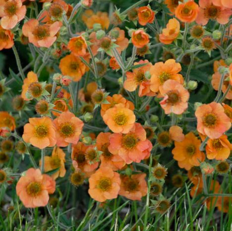 GEUM TOTALLY TANGERINE Starter Plant - 2.5 x 3.5-inch Pot - Orange Blooms