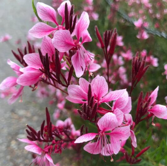 Gaura 'Siskiyou Pink' Starter Plant - 2.5 x 3.5 inch Pot - Perennial