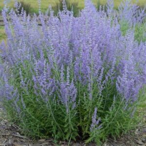 Perovskia Atriplicifolia Russian Sage - Hardy Perennial Starter Plant