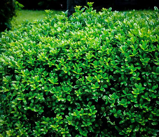 Burfordi Holly - Evergreen Shrub - Quart Pot - Hardy Outdoor Plant - Image 3