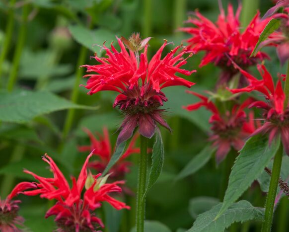 Monarda 'Gardenview Scarlet' Beebalm - 2.5x3.5" Starter Plant - Red Blooms