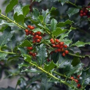Oakland Holly Quart Pot - Evergreen Privacy Shrub for Landscaping