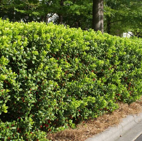 Burfordi Holly 2.5” Pot - Evergreen Shrub for Landscaping & Hedges - Image 2