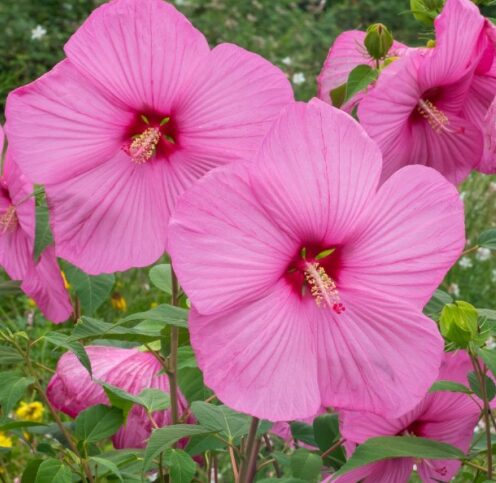 Hibiscus Moscheutos Starter Plant - Large Blooms - Perennial - 6-8 Inch