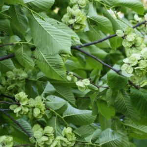 Alternative view of 5 Siberian Elm Bareroot Seedlings - 12-18” Hardy Fast-Growing Trees