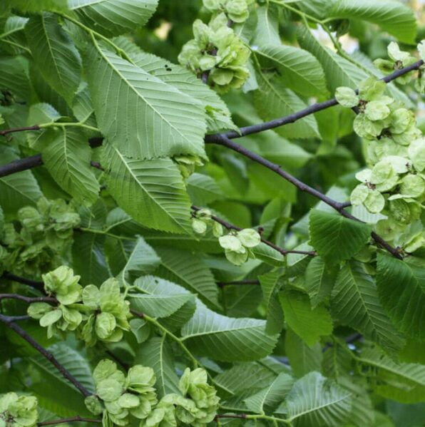 5 Siberian Elm Bareroot Seedlings - 12-18” Hardy Fast-Growing Trees - Image 2