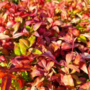 Alternative view of Dwarf Nandina - Compact Ornamental Shrub - 2.5” Pot