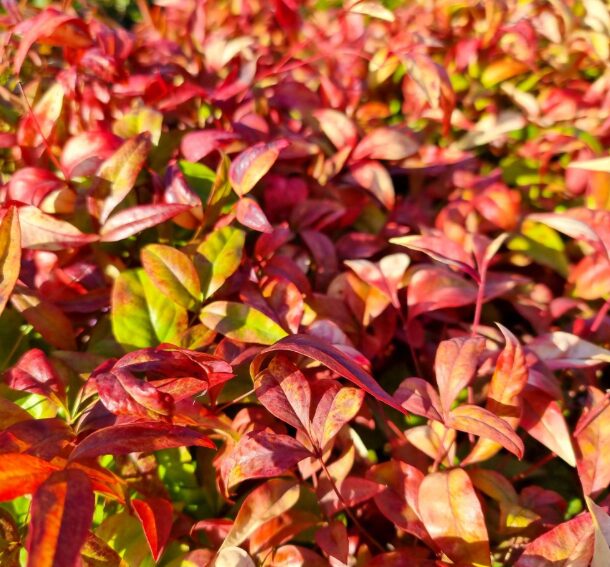 Dwarf Nandina - Compact Ornamental Shrub - 2.5” Pot - Image 2