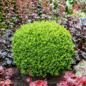 Alternative view of 2 Green Velvet Boxwood Shrubs - Quart Pot - Evergreen - 8-15” Tall