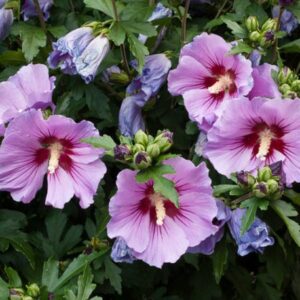 Hibiscus Syriacus Plant - 4-6 Inch Starter - Assorted Colors