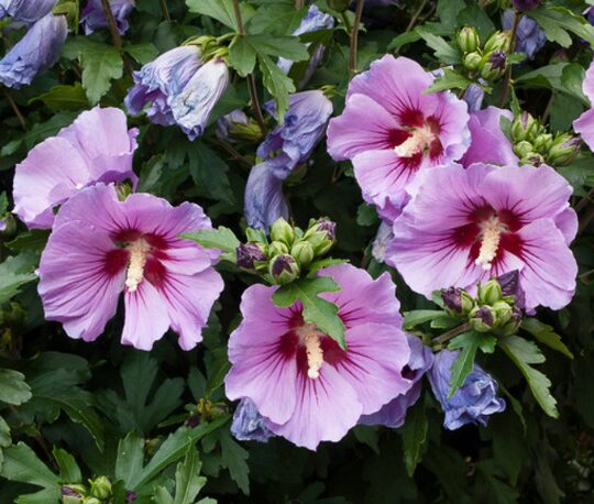 Hibiscus Syriacus Plant - 4-6 Inch Starter - Assorted Colors