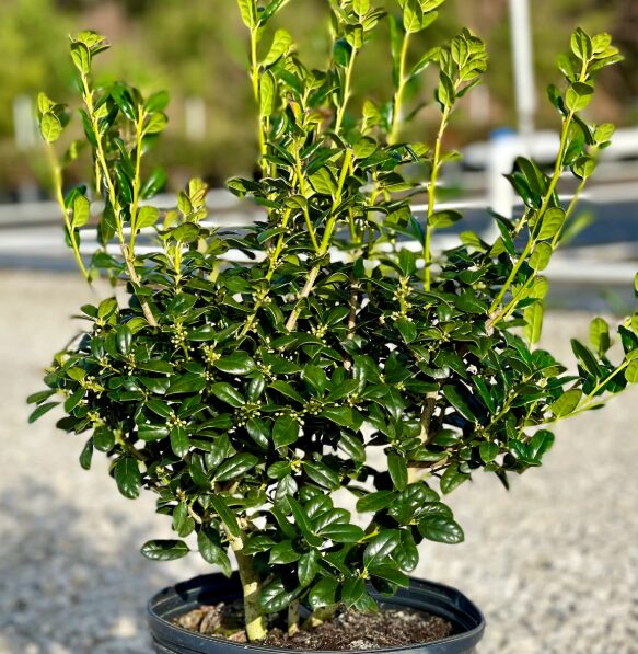 Burfordi Holly 2.5” Pot - Evergreen Shrub for Landscaping & Hedges - Image 4