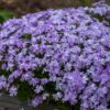 PHLOX SUBULATA 'BLUE' - Perennial Groundcover - 2.5 x 3.5 Inch Pot