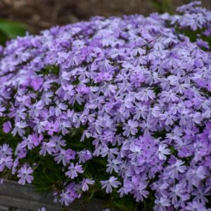 PHLOX SUBULATA 'BLUE' - Perennial Groundcover - 2.5 x 3.5 Inch Pot