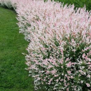 Alternative view of Nishiki Willow Shrub - 2.5" Pot - Pink Variegated Foliage - Salix Integra