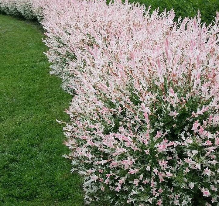 Nishiki Willow Shrub - 2.5" Pot - Pink Variegated Foliage - Salix Integra - Image 2