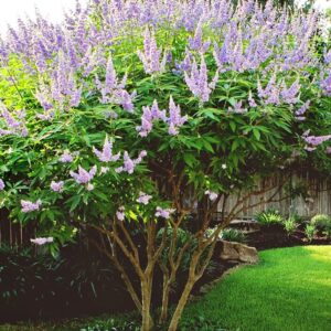 Vitex 'Shoal Creek' - Chaste Tree Starter Plant - 7-10 Inch - Hardy Shrub