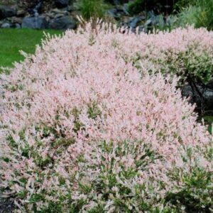 Nishiki Willow Shrub - 2.5" Pot - Pink Variegated Foliage - Salix Integra