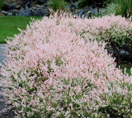 Nishiki Willow Shrub - 2.5" Pot - Pink Variegated Foliage - Salix Integra