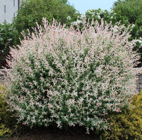 Nishiki Willow Shrub - 2.5" Pot - Pink Variegated Foliage - Salix Integra - Image 4