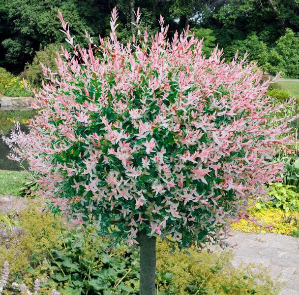 Nishiki Willow Quart Pot - Fast-Growing Ornamental Tree - Image 2