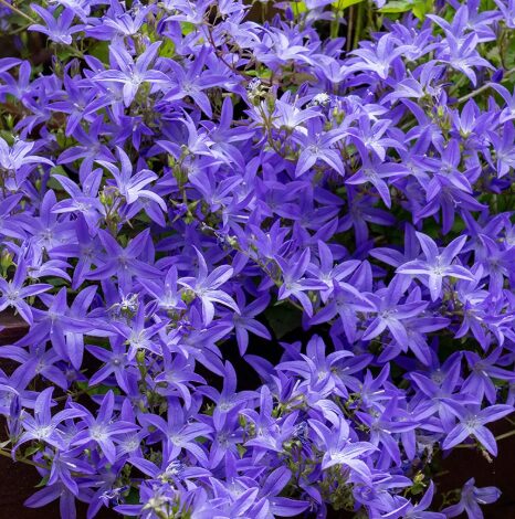 Serbian Bellflower - Starter Plant - 3-5 Inch - Hardy Ground Cover