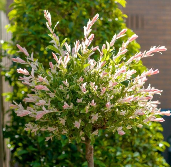 Nishiki Willow Quart Pot - Fast-Growing Ornamental Tree