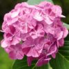 Hydrangea Dancing Angels-Sweet Fantasy - Starter Plant - Unique Striped Blooms
