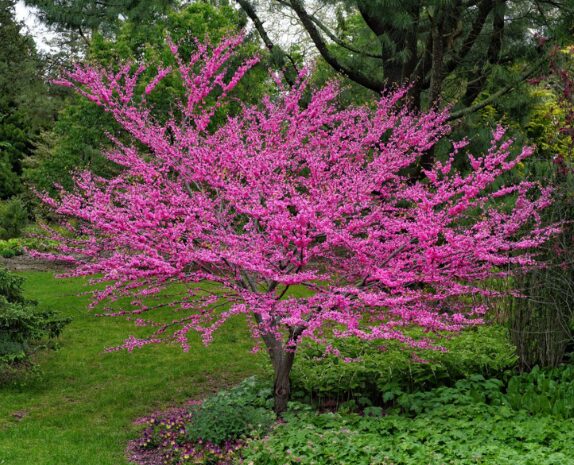 5 Eastern Red Bud Bareroot Seedlings - 6-18” - Fast-Growing