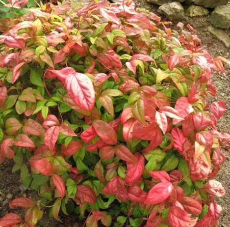 Dwarf Nandina – Starter Plant – 2.5” Pot – Hardy Ornamental Shrub