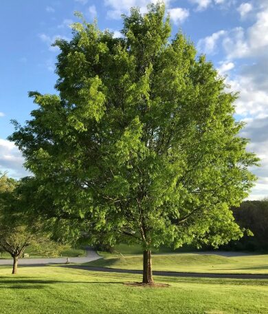 5 Chinese Lacebark Elm Bareroot Seedlings - 1 to 2 Ft - Hardy Tree - Image 3