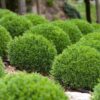 2 Green Velvet Boxwood Shrubs - Quart Pot - Evergreen - 8-15” Tall