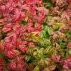 Dwarf Nandina - Compact Ornamental Shrub - 2.5” Pot