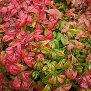 Dwarf Nandina - Compact Ornamental Shrub - 2.5” Pot