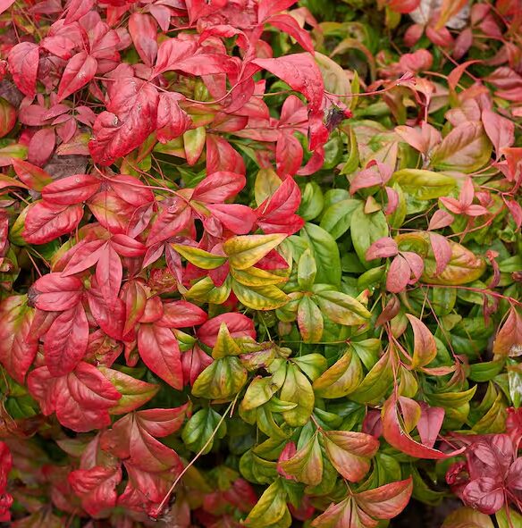 Dwarf Nandina - Compact Ornamental Shrub - 2.5” Pot