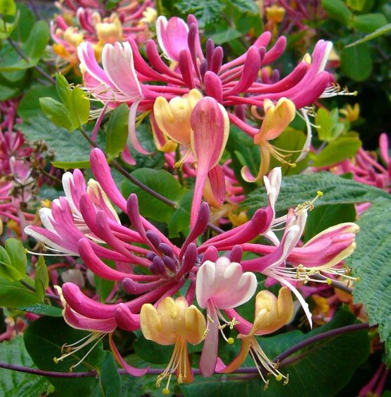 Lonicera Honeysuckle Starter Plant - 6-10 Inch - Hardy Perennial Vine
