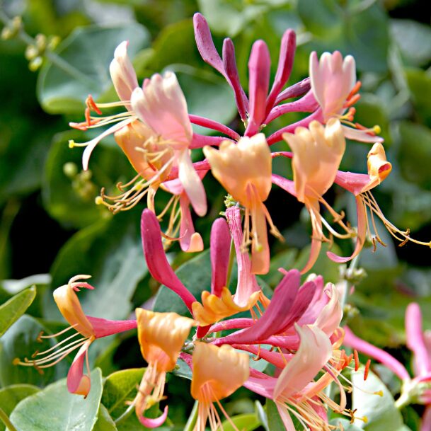 Lonicera Honeysuckle Starter Plant - 6-10 Inch - Hardy Perennial Vine - Image 2