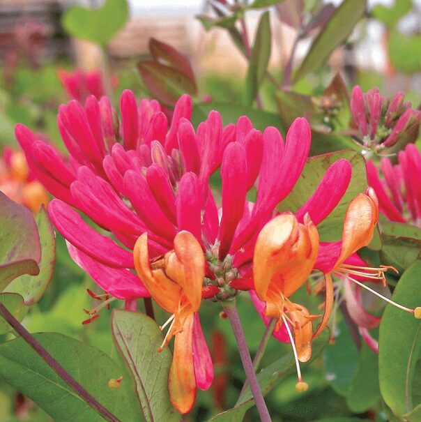 Lonicera Honeysuckle Starter Plant - 6-10 Inch - Hardy Perennial Vine - Image 3