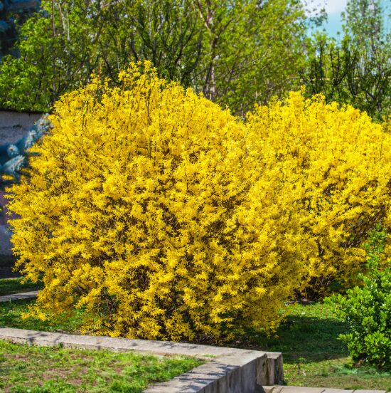 Lynwood Gold Forsythia Bare Root Cuttings 1-2’ – Vibrant Yellow Shrub - Image 2