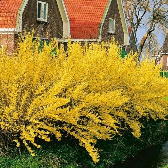 Lynwood Gold Forsythia Bare Root Cuttings 1-2’ – Vibrant Yellow Shrub