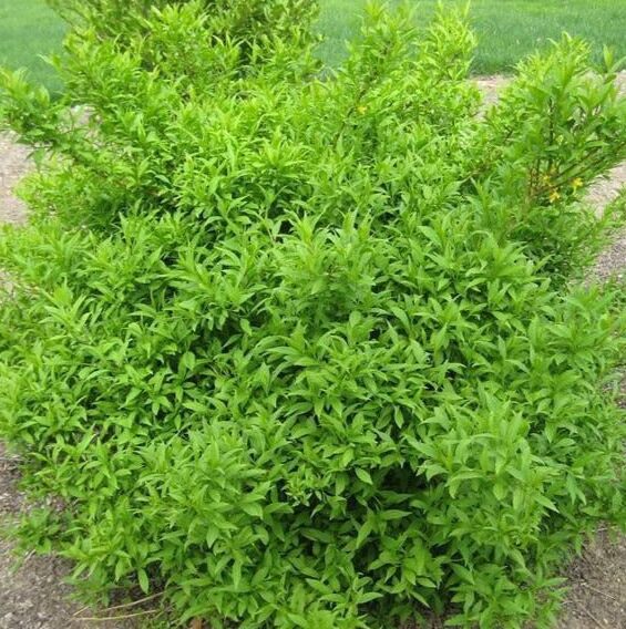 Lynwood Gold Forsythia Bare Root Cuttings 1-2’ – Vibrant Yellow Shrub - Image 4