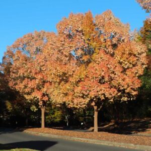 Alternative view of 5 Chinese Lacebark Elm Bareroot Seedlings - 1 to 2 Ft - Hardy Tree