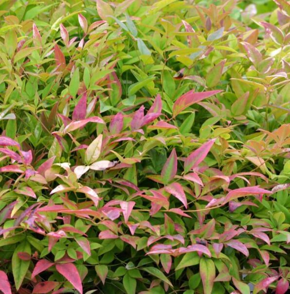 Dwarf Nandina - Compact Ornamental Shrub - 2.5” Pot - Image 4