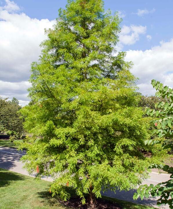 Bald Cypress Quart Pot -  Hardy Deciduous Conifer Tree - Image 2
